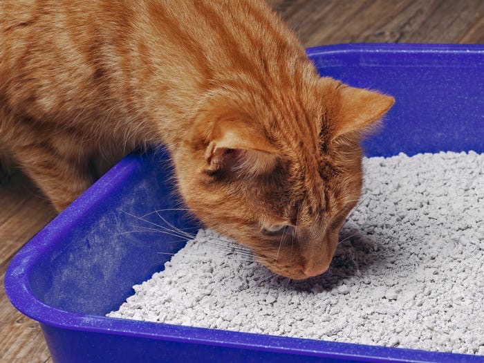 11 вещей, которые необходимо знать о кошках: кошки любят пить воду вдали от еды