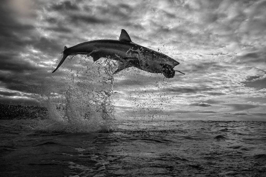 Атлетический трюк: зафиксирован случай самого высокого прыжка белой акулы, которая в погоне за дроном выскочила из воды на 4,5 метра