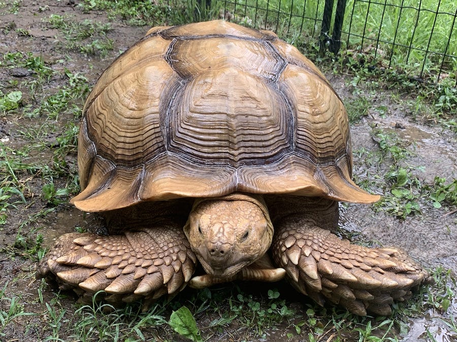 Домашняя черепаха по имени Соломон вернулась домой после того, как пропала без вести 2 месяца назад