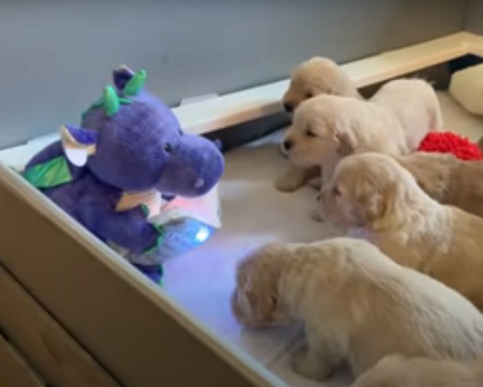 Маленькие щенки завороженно слушают, когда игрушечный дракон читает им сказку (милое видео)
