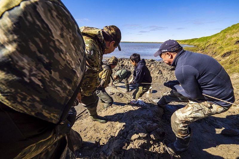 Ученые показали найденные на Ямале останки мамонта и уже назначили вторую экспедицию