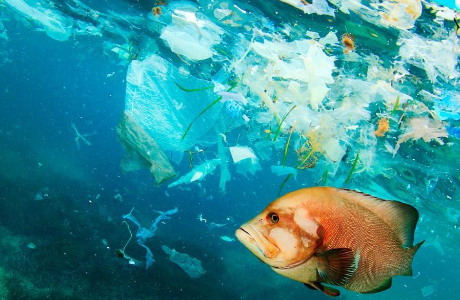 Филипп Кусто предупредил об опасности употребления океанических видов: «Люди едят рыбу, набитую пластиком»