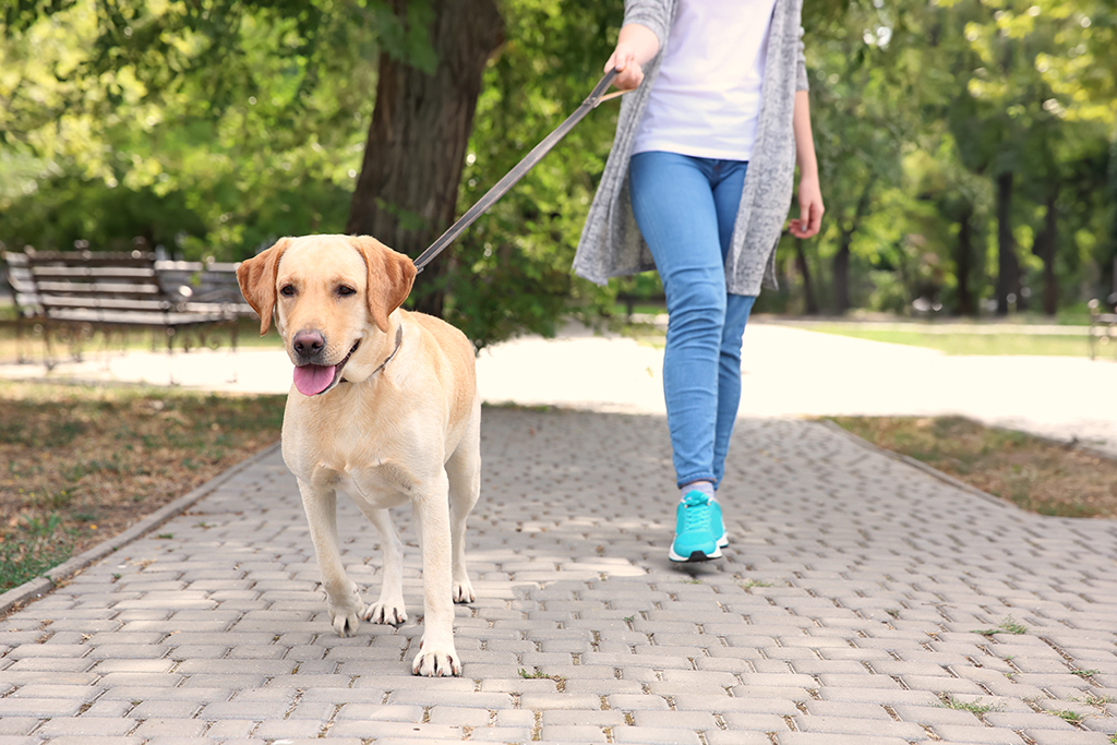 Законные права собак: в Германии подписали законопроект о прогулках на свежем воздухе домашних животных