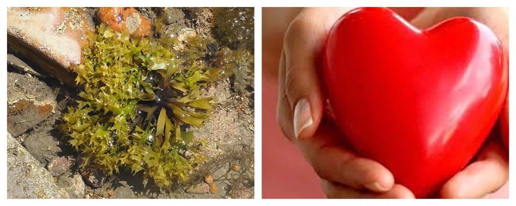Ученые выяснили, что капсула из морских водорослей, заполненная стволовыми клетками, способна восстановить организм после сердечного приступа