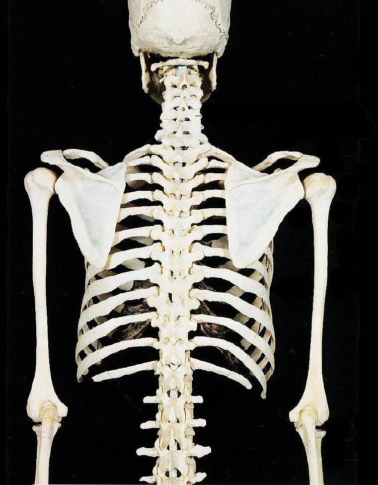 Скелет человека спина