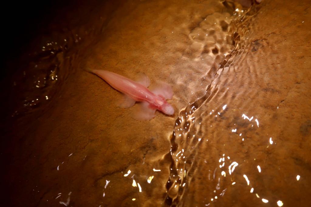 Ученые обнаружили одиннадцать видов рыб, которые способны передвигаться по суше. Пещерный ангел - один из этих видов (фото)