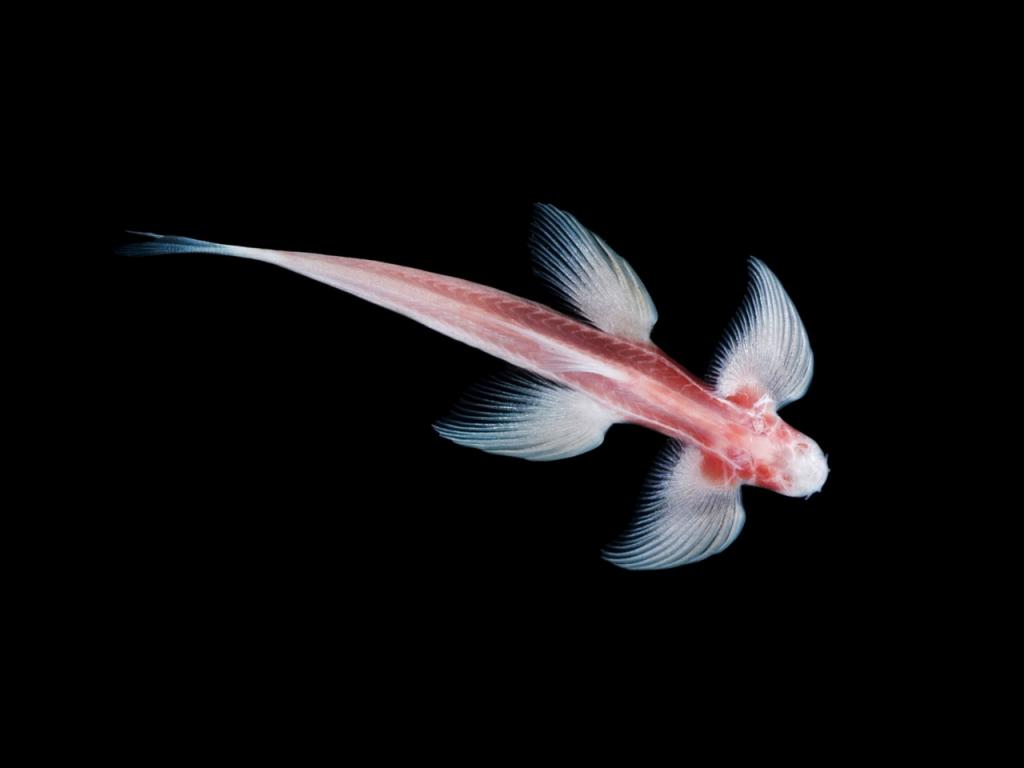 Ученые обнаружили одиннадцать видов рыб, которые способны передвигаться по суше. Пещерный ангел - один из этих видов (фото)