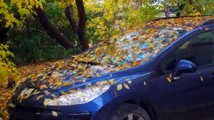 Вода в салоне и другие причины, по которым не стоит оставлять автомобиль под опадающими листьями