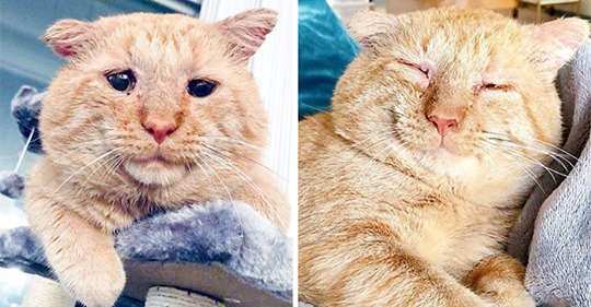 История Мистера Уиллиса — самого несчастного кота, ставшего самым счастливым   
