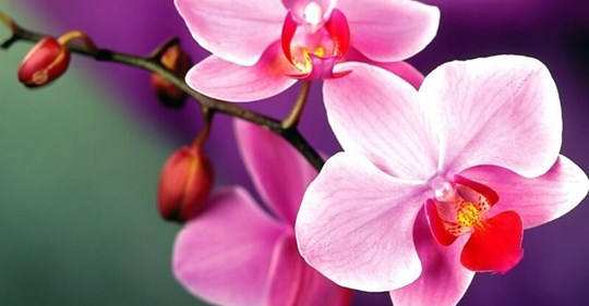 Магический смысл Орхидеи в вашем доме