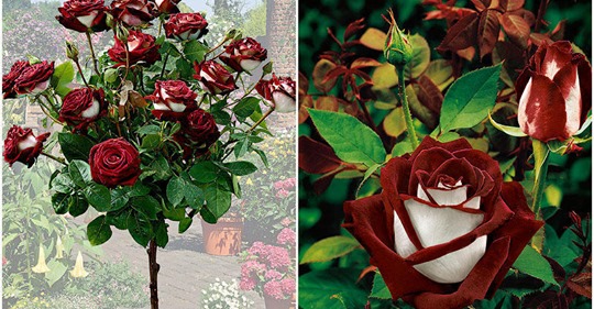  Удивительно красивая роза сорта Osiria