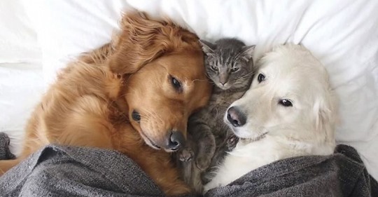 Эти две собаки и кот живут вместе как одно целое