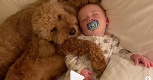 Вот так няня: пес помогает маме уложить спать ее 8-месячного сына