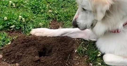 Хозяева не могли понять, почему собака ждет у ямы