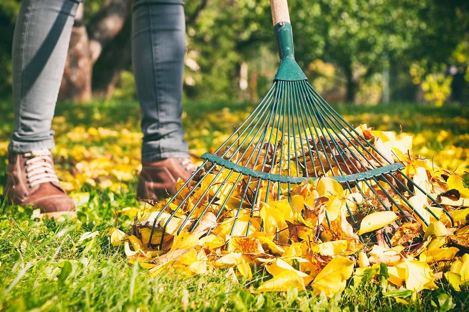 Важные работы в саду под осень: привести в порядок сарай, защитить теплолюбивые растения от морозов, обработать живые изгороди и другие