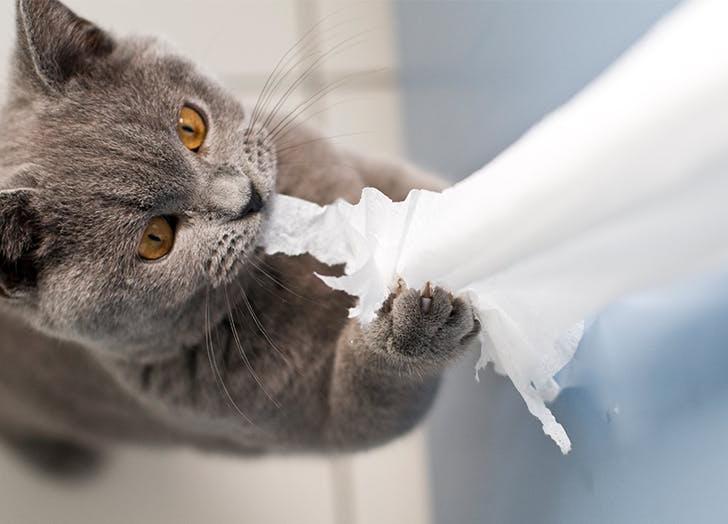 Если кот дерет туалетную бумагу: простое объяснение и способы, как от этого отучить