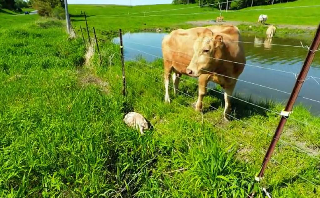 На ферме в Милбруке корова 