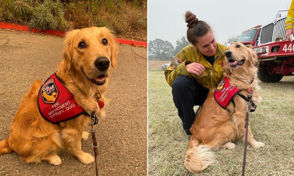 Золотистый ретривер на службе у пожарных: главная работа пса   помогать им справляться со стрессом