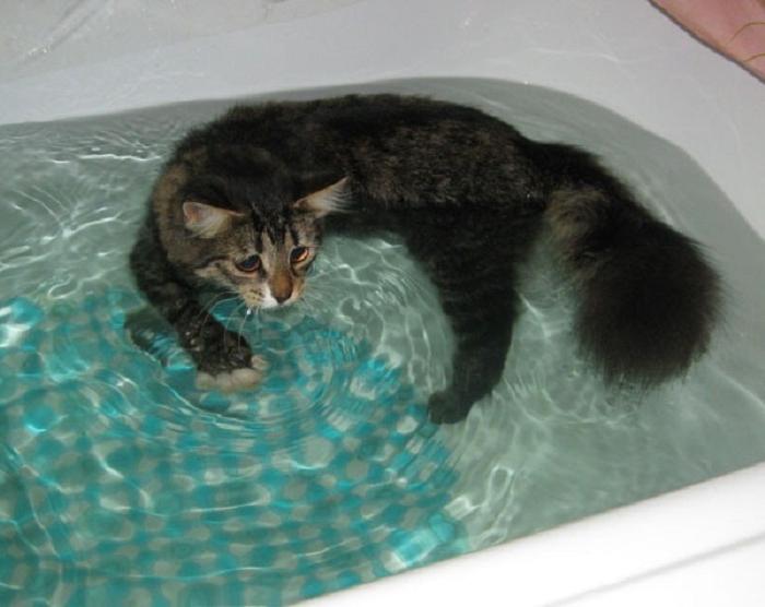 Войны с котом не будет: как легко приучить питомца к купанию (ему понравится)
