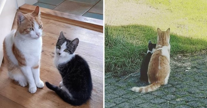 Домашний кот встретил в саду бездомного котенка: он не прогнал малыша, а взял под свою опеку