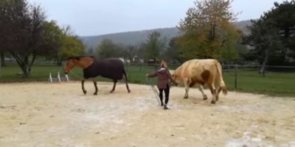 Француженка вырастила быка, который уверен, что он лошадь для конкура