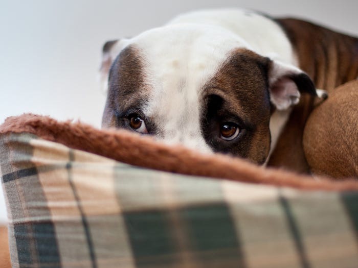 Чтобы помочь питомцу преодолеть тревожность, включите белый шум. 10 способов успокоить собаку (по мнению ветеринаров)