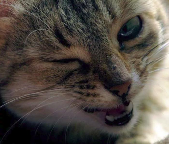 Общение глазами: почему хозяину стоит время от времени подмигивать своему  коту