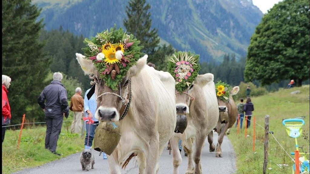 Праздник пастухов в Альпах: в День Святого Михаила коровы возвращаются с пастбищ, украшенные гирляндами цветов