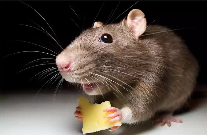 Ученые раскрыли секрет невероятной способности крыс к выживанию: они попросту не поддаются эволюции