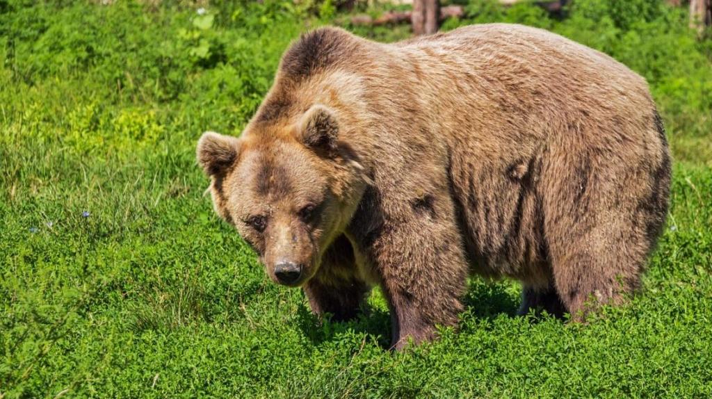 Бурый медведь заглянул ночью в деревенский паб, чтобы полакомиться курочкой (видео)