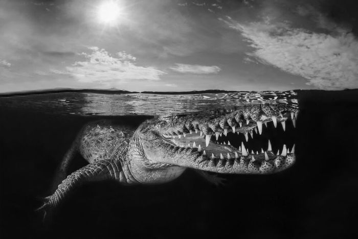 Конкурс подводной фотографии 2020: 10 снимков-победителей
