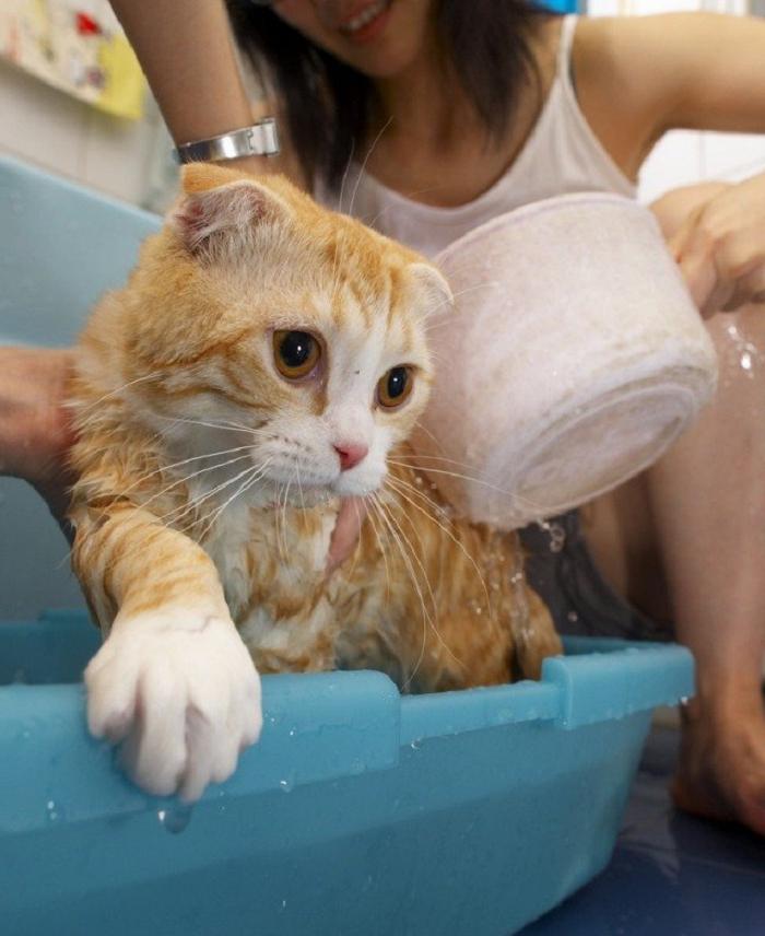 Войны с котом не будет: как легко приучить питомца к купанию (ему понравится)
