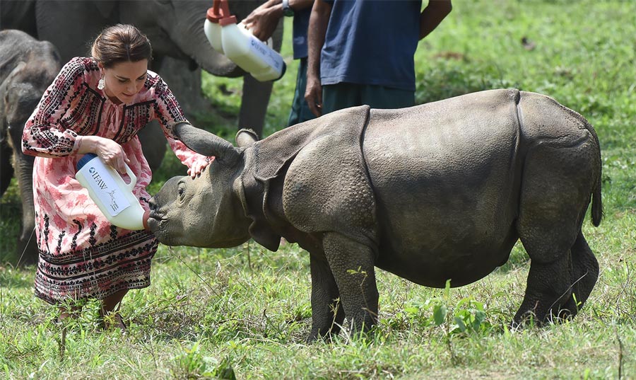 Герцогиня кормит осиротевшего детеныша носорога! Подборка трогательных фотографий, на которых члены королевской семьи запечатлены вместе с животными