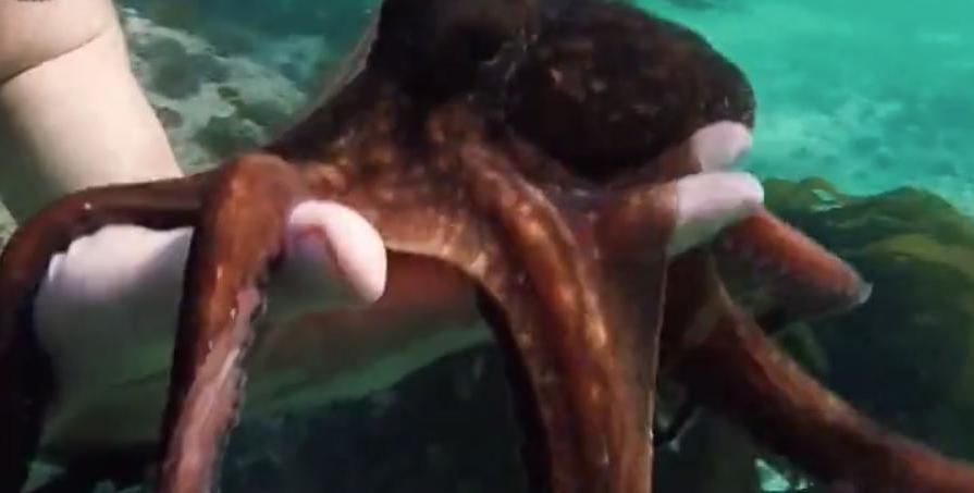 Дружба дайвера с осьминогом показала, насколько разумны эти существа
