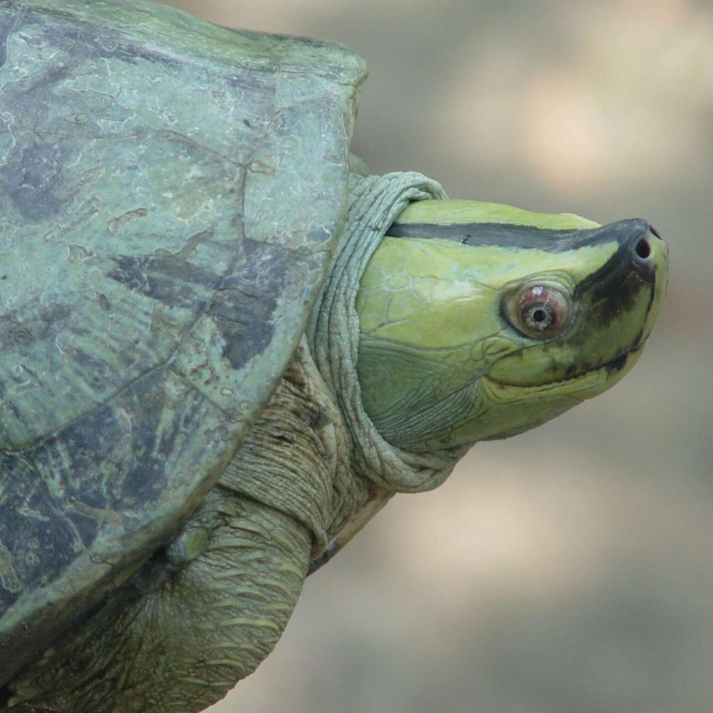 Ученым удалось спасти редкую «улыбающуюся» черепаху, которая на протяжении 20 лет считалась вымершей
