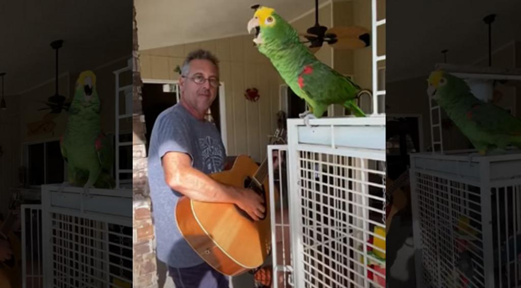 Да он поет лучше меня: попугай, который потрясающе поет под аккомпанемент гитары