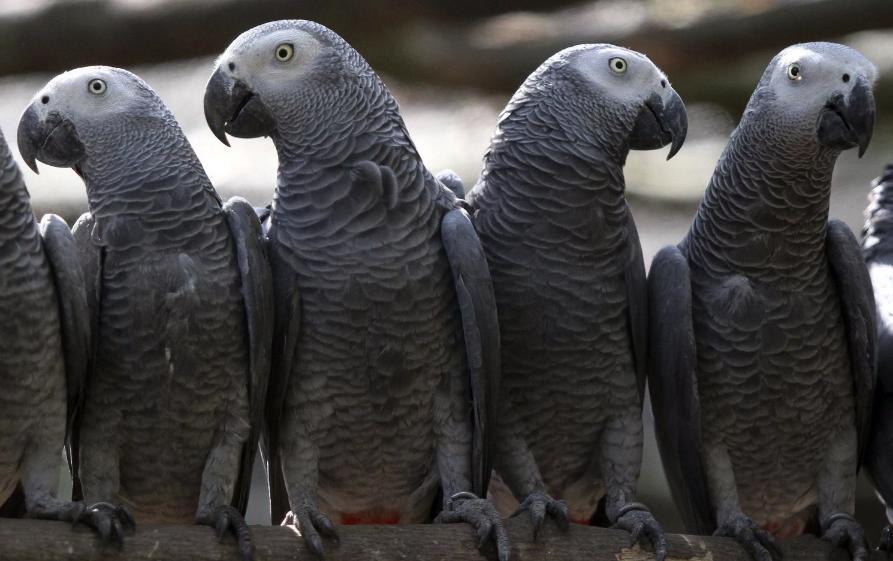 В Великобритании группу из пяти попугаев временно  уволили  после того, как они начали ругаться на посетителей