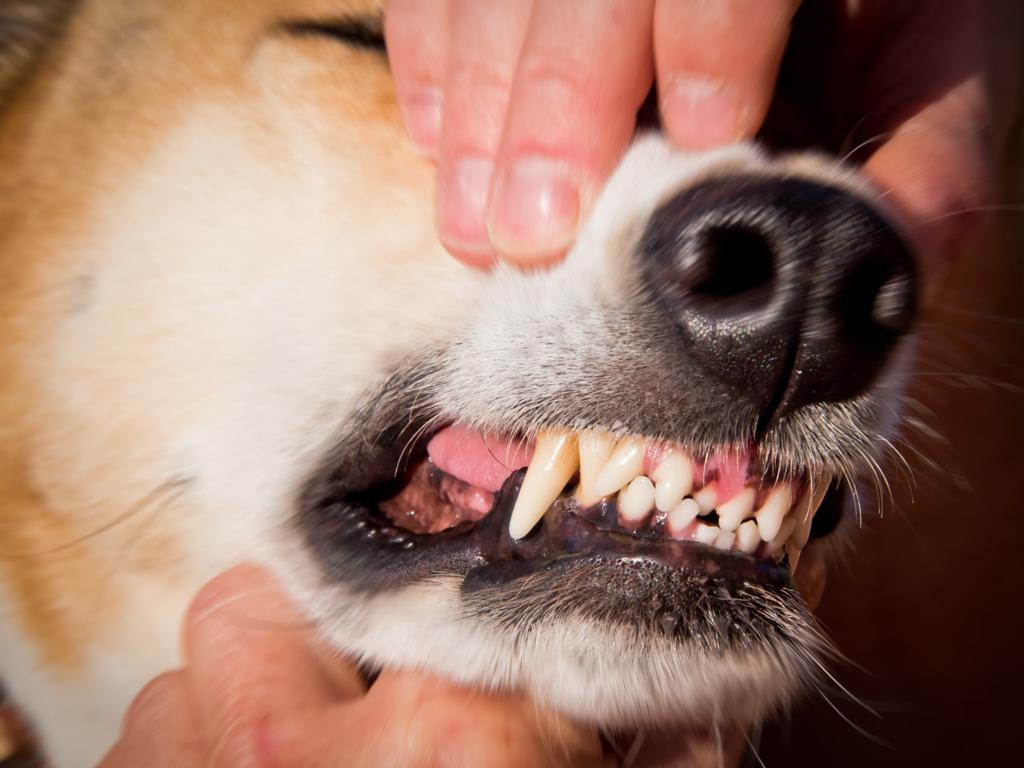 Здоровые зубы – залог долголетия собаки: некоторые факты, которые владельцы могут не знать о своих питомцах, по словам ветеринаров