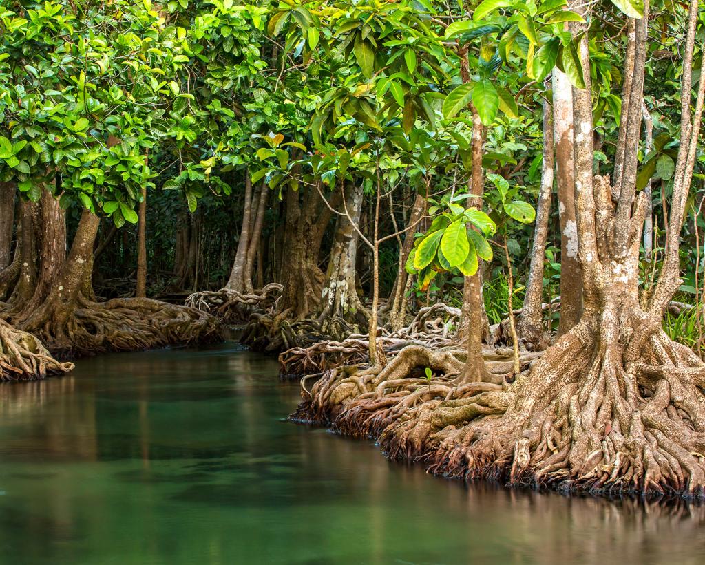 Их называют чудом нашей планеты: фотографы со всего мира запечатлели хрупкость и красоту мангровых лесов