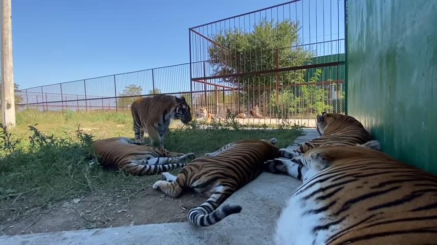 Восемь суматранских тигров, бывших артистов Росгосцирка, уже более двух недель осваиваются в крымском сафари парке  Тайган 
