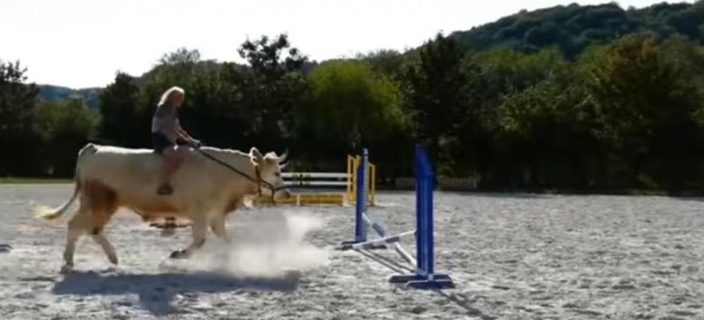 Француженка вырастила быка, который уверен, что он лошадь для конкура