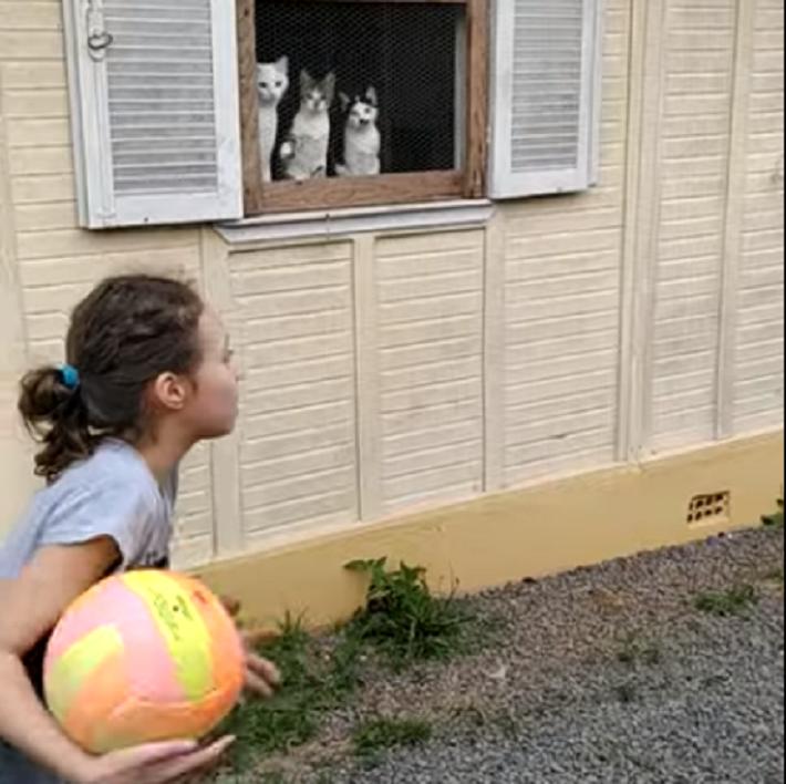 Дети играют в мяч, а за ними наблюдают 3 кота: забавное видео