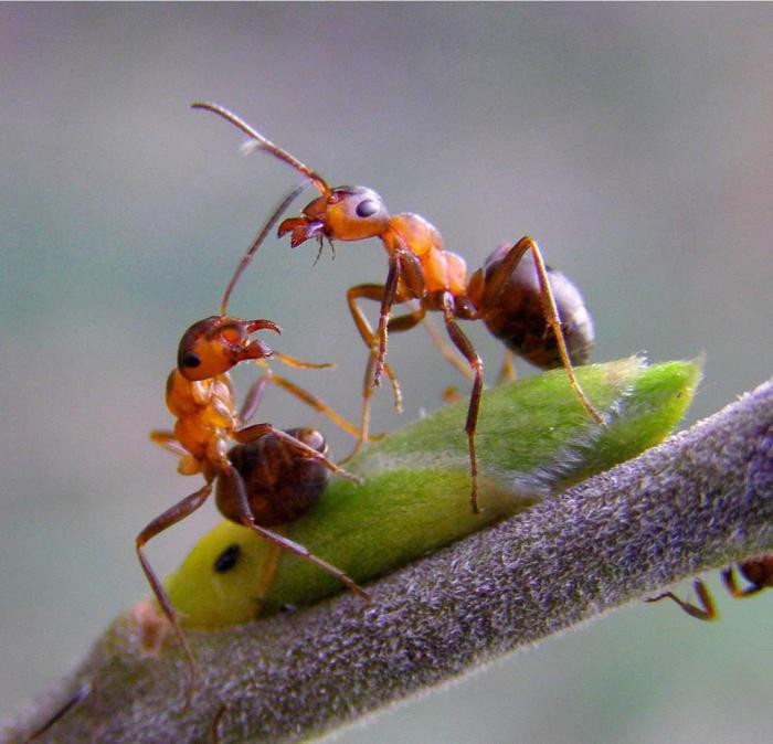 Генетики узнали, зачем муравьям-солдатам зачатки крыльев