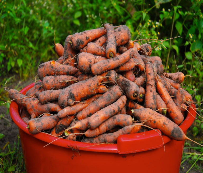 Морковь хранится долго, аж до следующего урожая. А подготовить ее к хранению просто, главное   подсушить