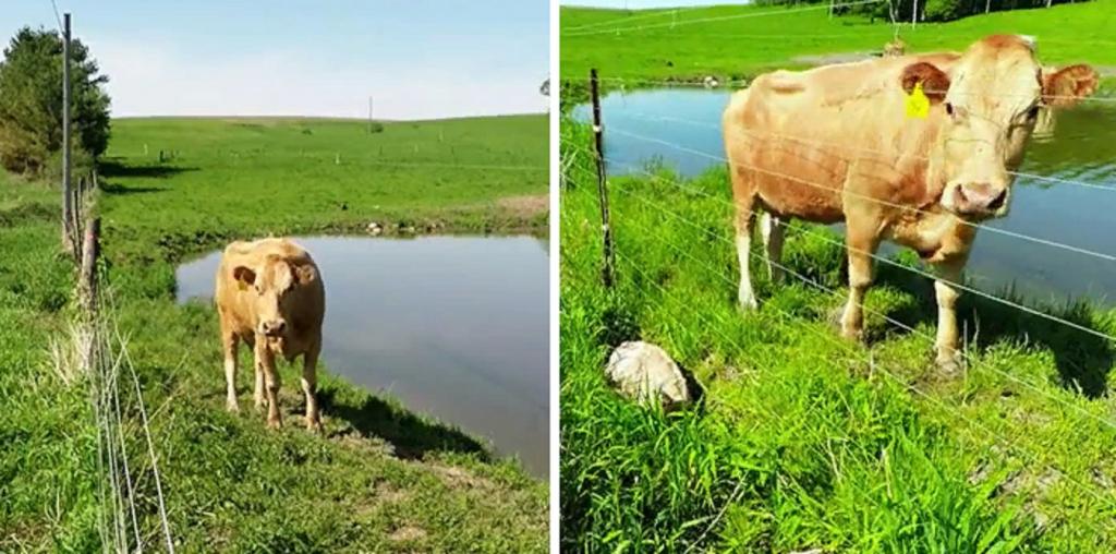 На ферме в Милбруке корова  попросила  мужчину помочь ее теленку перебраться через ограду: фото