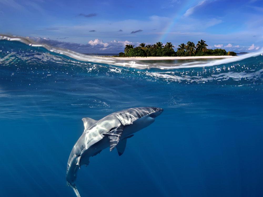 Не акул надо бояться, а амеб: настоящие опасности, подстерегающие отдыхающих у воды