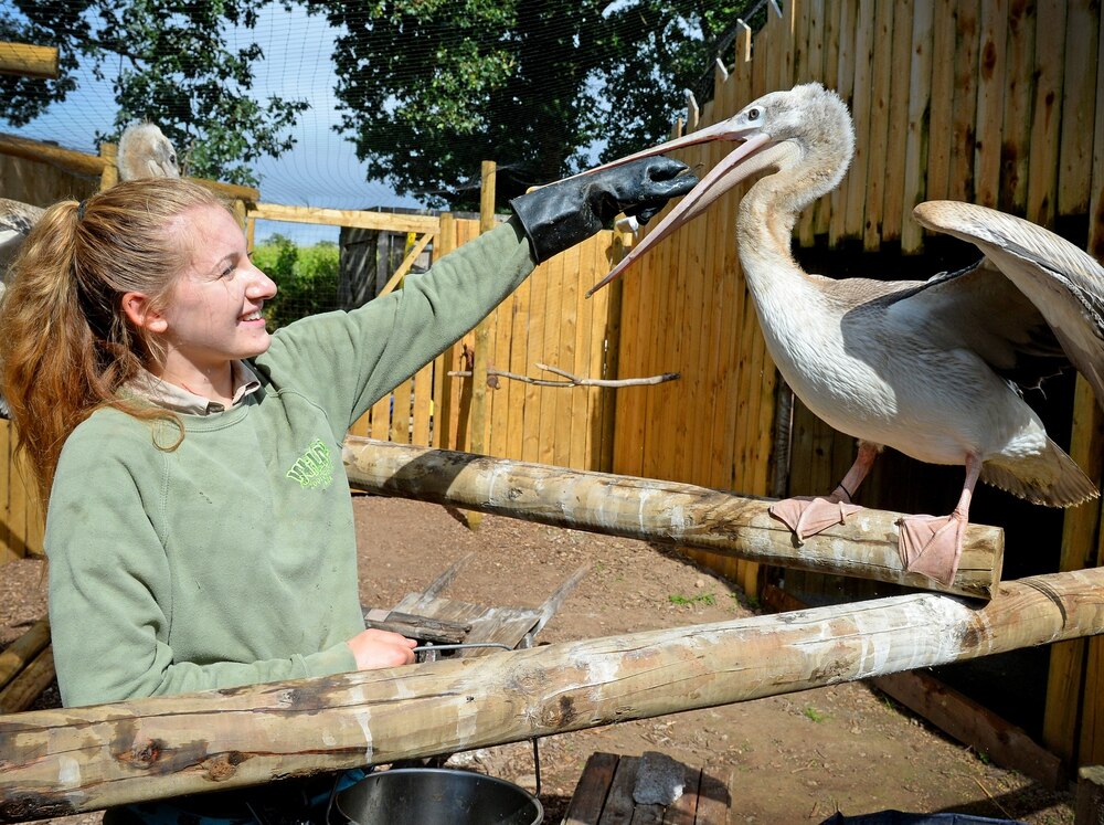 Паскаль долго ждал попутного ветра: пеликан вылетел на крыльях ветра из зоопарка в местное озеро, поплавал, а что было дальше, рассказали в зоопарке