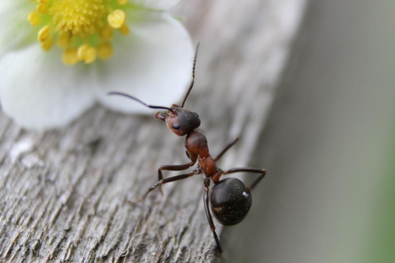 Генетики узнали, зачем муравьям-солдатам зачатки крыльев