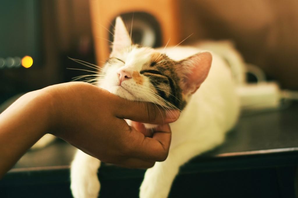 Моргаем медленно, чтобы общаться с кошкой: необычное исследование поведения домашних питомцев