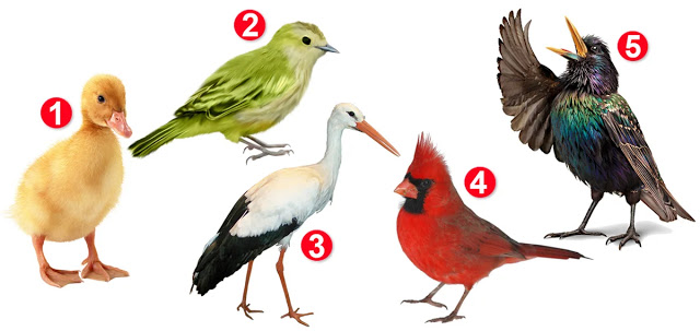 Женский психологический тест: птица, которую вы выберете, расскажет об особенностях вашего характера и отношении к жизни